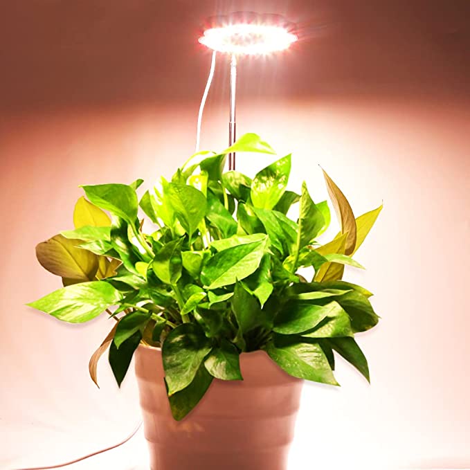 grow light above pot plant