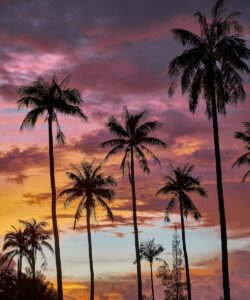 a group of palm trees with a sunset in the background