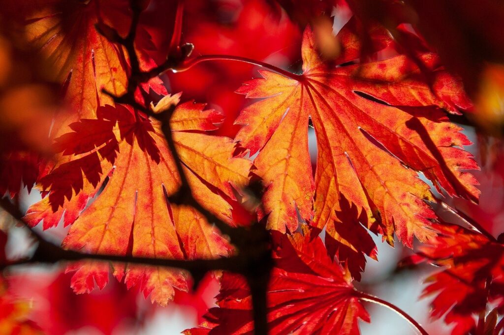 foliage, leaves, autumn