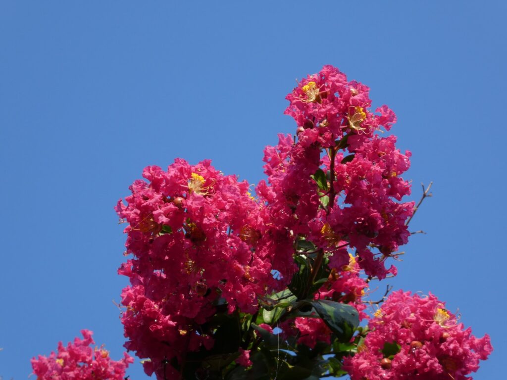 pink and red flowers under blue sky during daytime