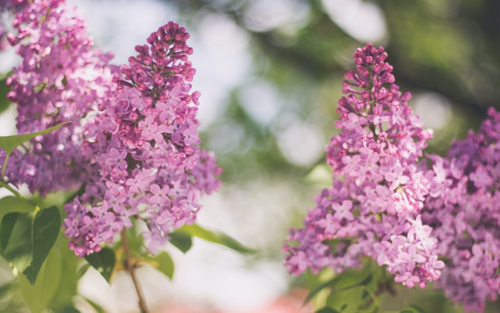 Lilac and pink flower in full bloom with green leaves in Spring