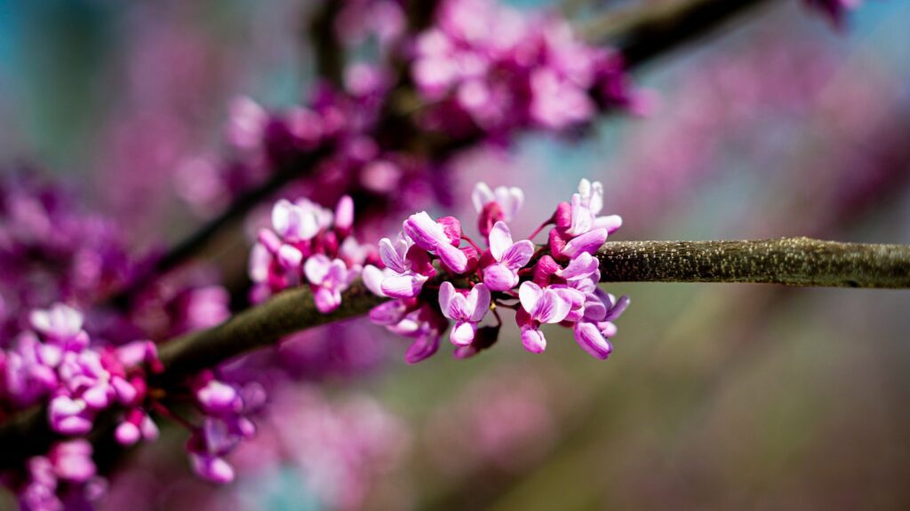 pink flowers on brown stem