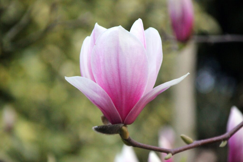 pink flower in tilt shift lens