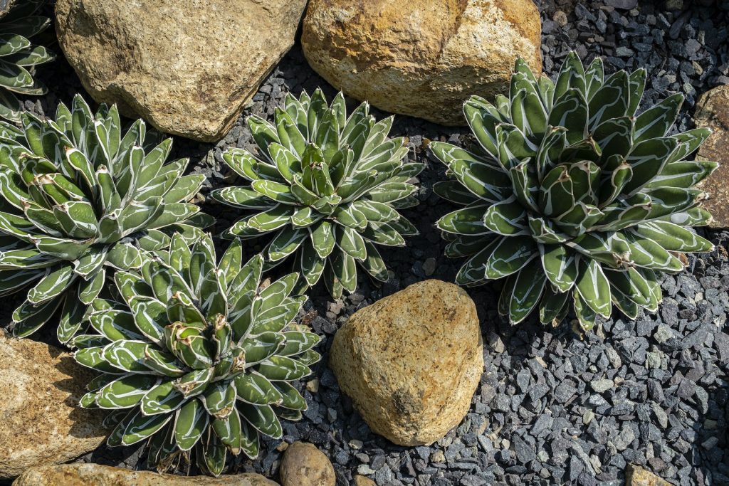 From above of small green succulent plants with leaves growing on ground near stones in daylight